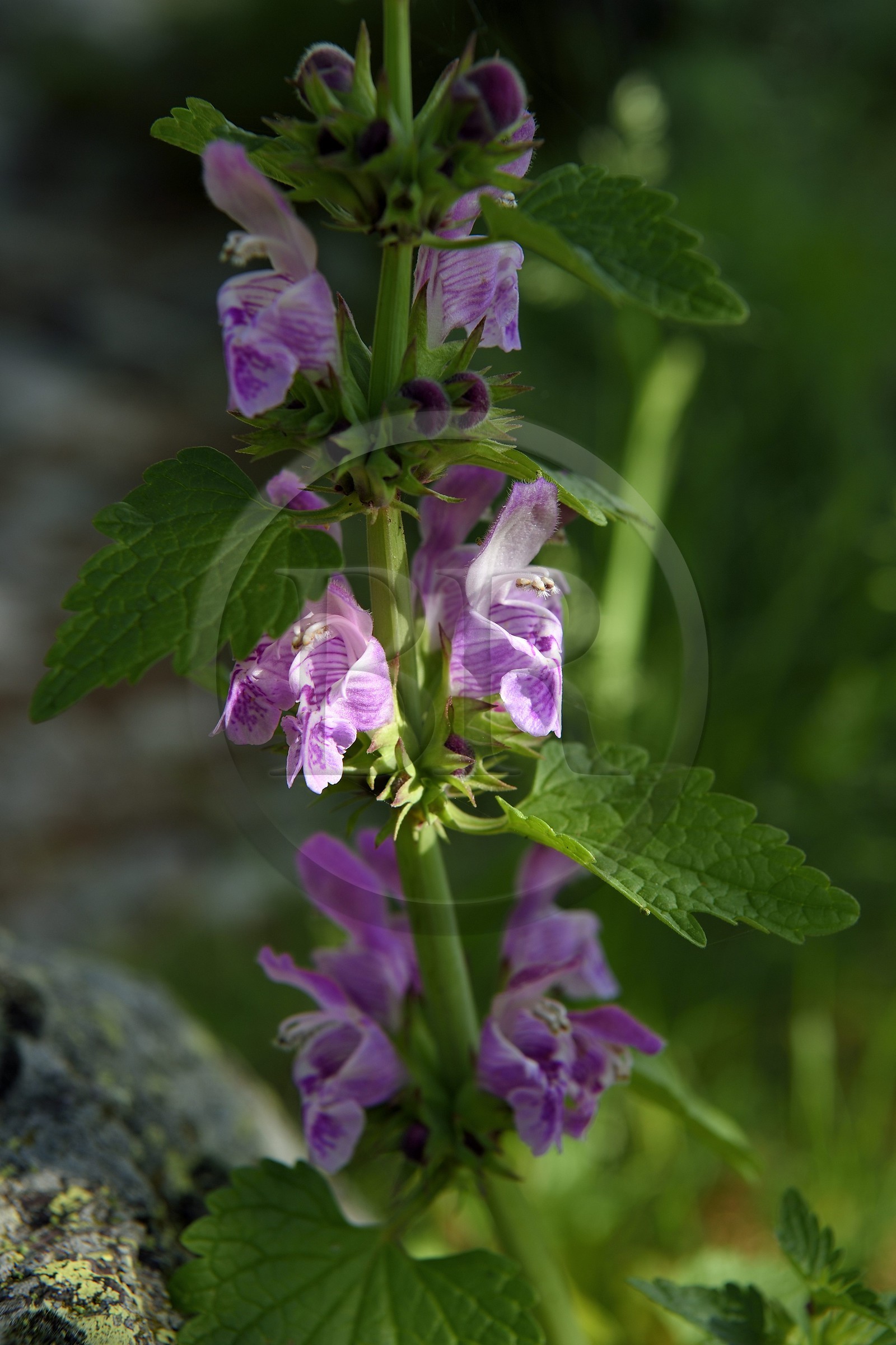France, Alpes-Maritimes (06), parc national du Mercantour, vallon de la Minière en contrebas de la Vallée des Merveilles