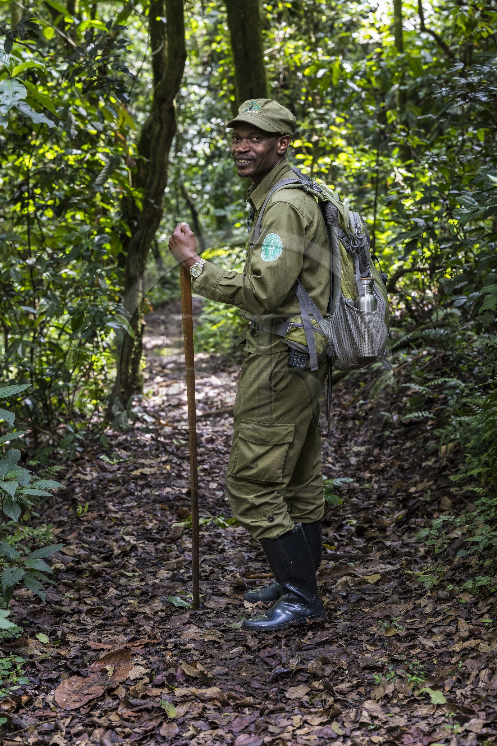 Rwanda, Province de l’Ouest, Nyakabuye, Parc national de Nyungwe, forêt tropicale humide naturelle de Cyamudongo, le garde de African Parks Claver Mtoyinkima sur la piste des chimpanzés