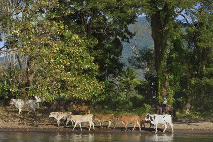 Nicaragua, Ile d'Ometepe sur le lac Nicaragua, troupeau de vaches sur la plage conduit par un cow boy
