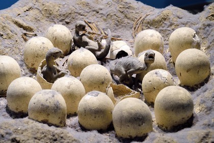 United Kingdom, London, Kensington, Natural History Museum, reconstruction of a nest of Maiasaura (extinct kind of duckbills herbivorous) found on the site of Egg Moutain