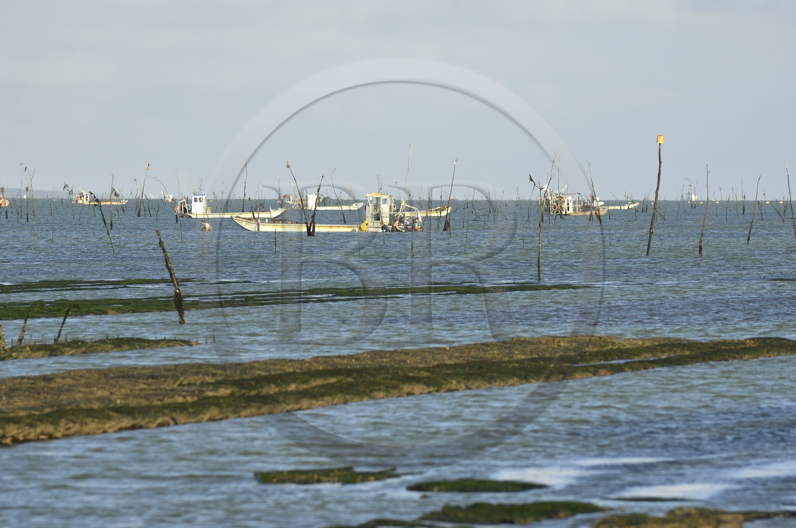 France, Charente-Maritime (17), le bassin Marrennes-Oléron au large de l'Ile d'Oléron, chaland dans les parcs à huîtres