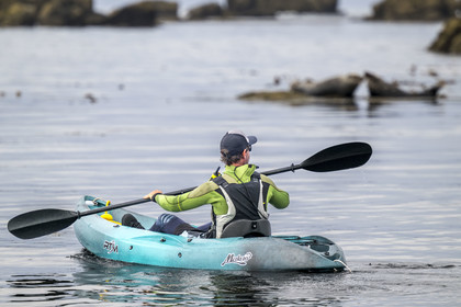 France, Finistère, Penmarch, Étocs archipelago, kayak trip from the Guilvinec Nautical Center to discover the gray seal (halichoerus grypus) in the rocks at low tide