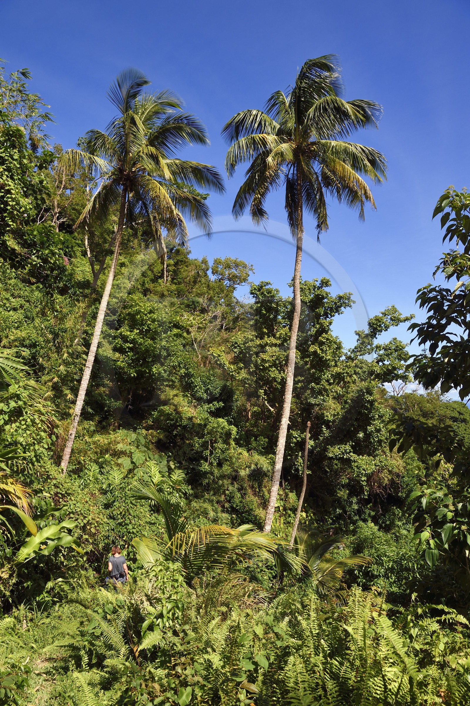 Caraïbes, Ile de la Dominique, randonneur sur le segment 13 du Waitukubuli National Trail dans le nord de l'île entre Pennville et Capuchin