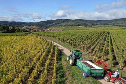 France, Haut-Rhin (68), Route des vins d'Alsace, Ribeauvill