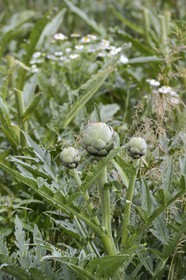 France, Finistere, artichoke (Cynara scolymus)