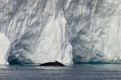 Groenland, cote ouest, baie de Disko, Ilulissat, fjord glacé classé Patrimoine Mondial de l'UNESCO qui est l’embouchure maritime du glacier Sermeq Kujalleq, baleine à bosse ou rorqual à bosse (Megaptera novaeangliae)
