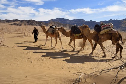 Iran, Province d'Ispahan, désert du Dasht-e Kavir, Mesr dans la région de Khur et Biabanak, caravane de dromadaires