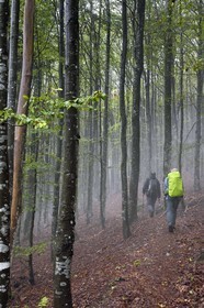 France, Vosges (88), Parc naturel régional des ballons des Vosges, Saint-Maurice-sur-Moselle, randonneurs traversant une foret de hêtres