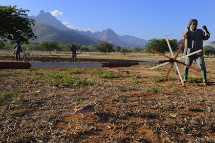 Tanzania, university of Morogoro, the Apopo detection rat technology for mines, rat trainig for detection of TNT on the field