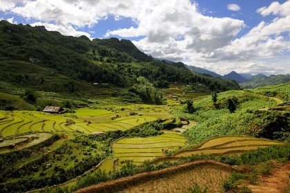 Vietnam, Lao Cai province, Sapa district, rice plantations in terraces by the Black Hmong minority group