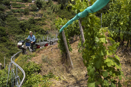 Italy, Liguria, Cinque Terre National Park listed as World Heritage by UNESCO, village of Vernazza, Bartolomeo Lercari, owner and operator of DO Liguria di Levante Cheo wines on his cogwheel monorail for harvesting on these extremely steep lands