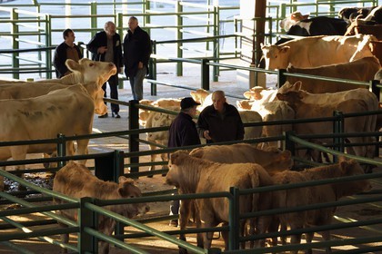 France, Seine Maritime, Forges les eaux, livestock market (mainly cows), negotiations between buyers and sellers are by mutual agreement