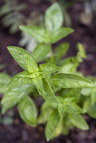 France, Alpes-Maritimes, Cap-d’Ail, Murielle Iris creator of Les Sauvages, she picks most of her plants in the mountains and cultivates others on her land in Organic Agriculture, here basil