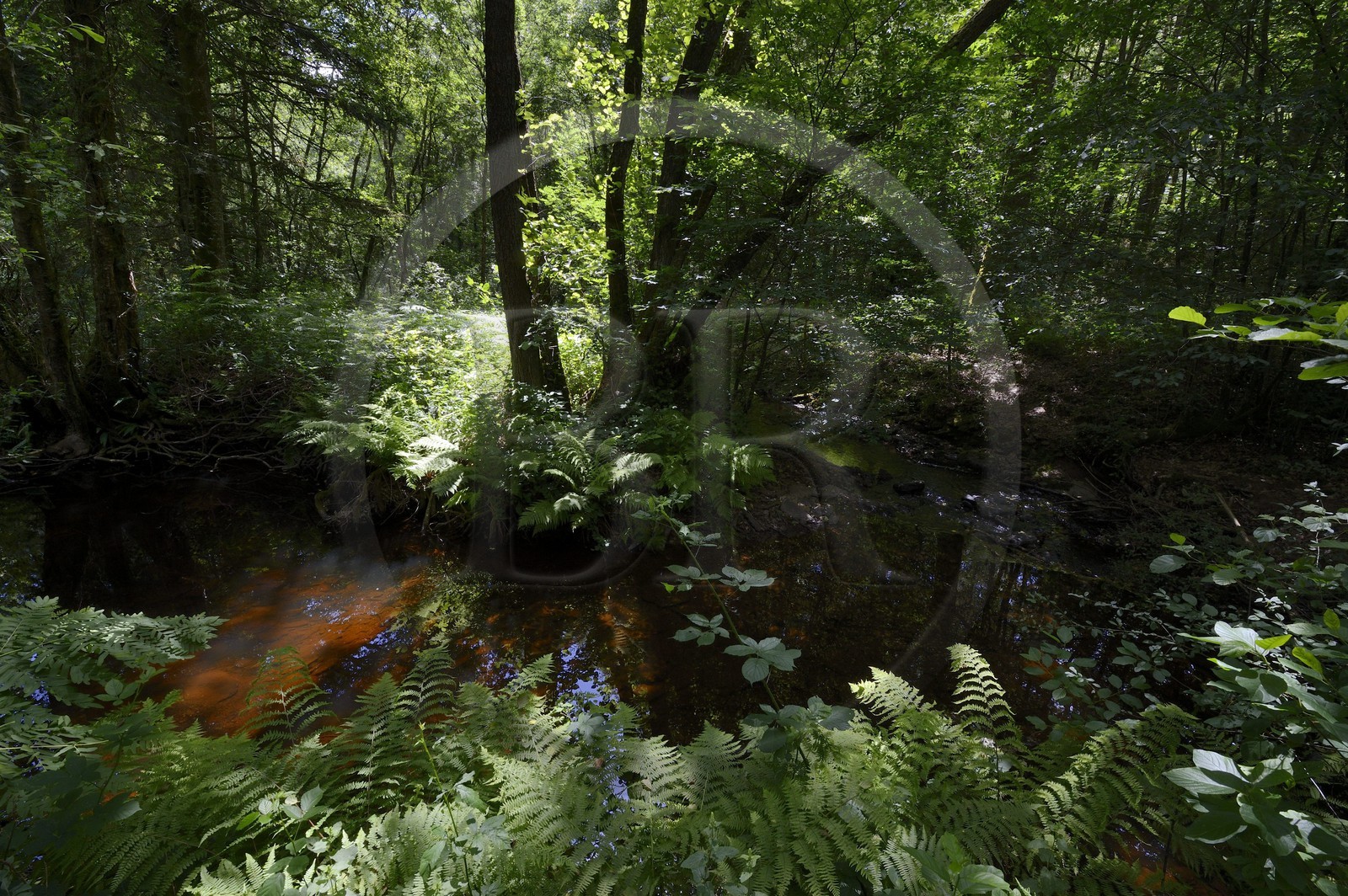 France, Ille-et-Vilaine (35),  forêt de Brocéliande, la vallée de l'Aff