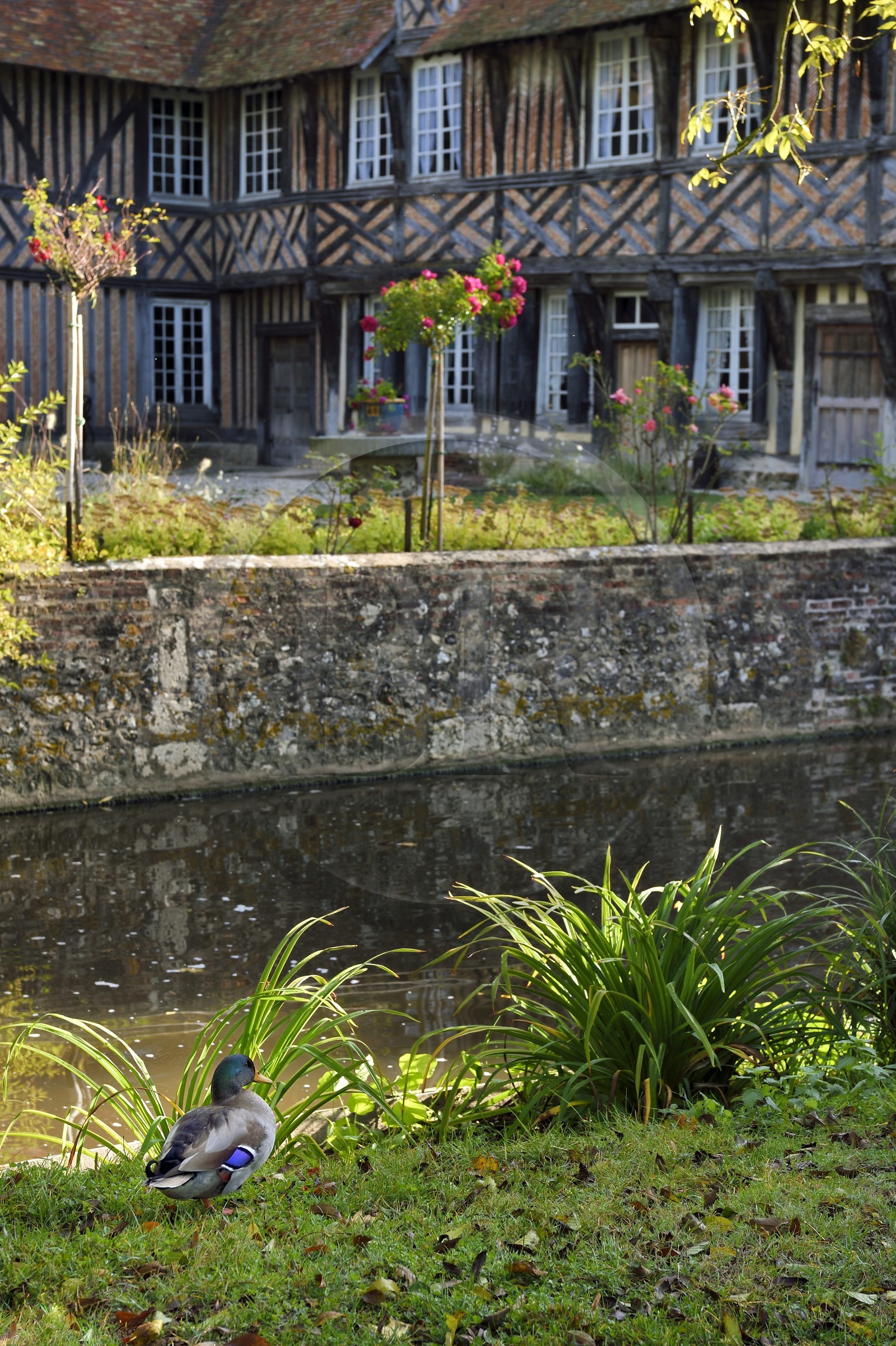 France, Calvados (14), Pays d'Auge, Coupesarte, Manoir de Coupesarte du XVIe siècle, canard