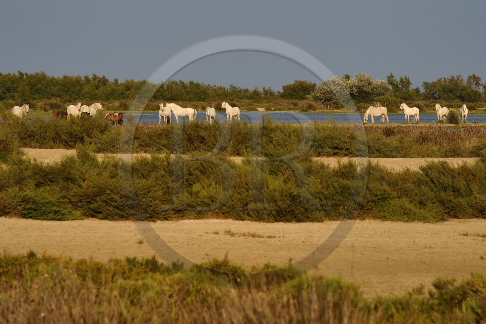 France, Bouches-du-Rhône (13), Parc naturel régional de Camargue, étang de Vaccares, cheval de Camargue