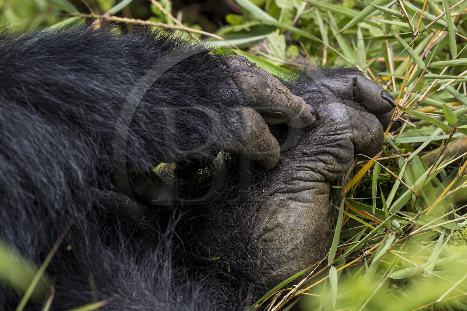 Rwanda, Province du Nord, Parc National des Volcans dans la chaine des Monts Virunga, mont Karisimbi, gorille des montagnes (Gorilla beringei beringei) du groupe Susa