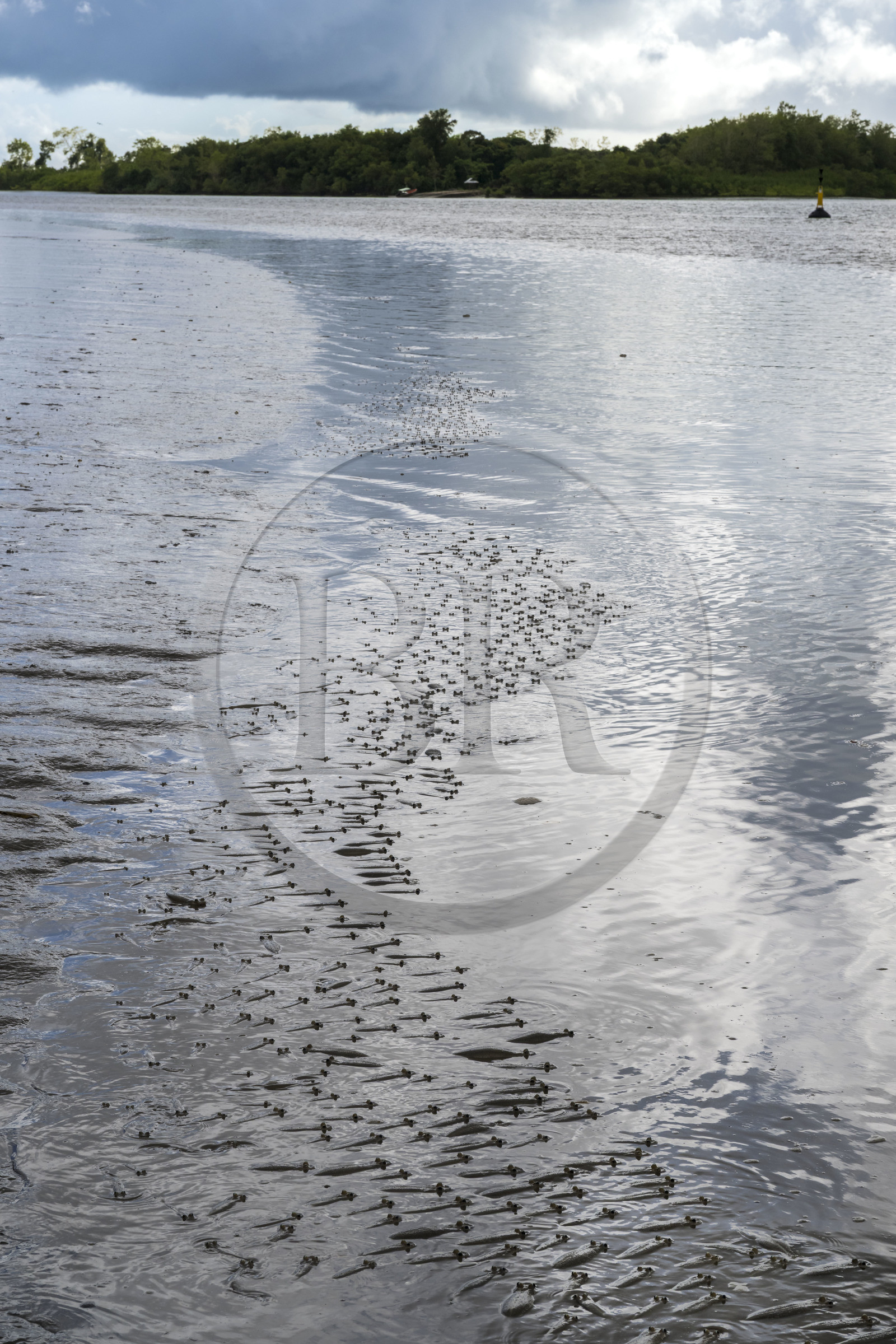 France, French Guiana, Kourou, the big-eyed or four-eyed fish (Anableps anableps) in the Kourou River estuary