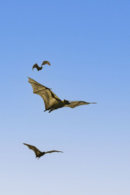 Rwanda, Province de l’Ouest, Karongi (anciennement nommée Kibuye), lac Kivu, Ile Napoléon ou Tembabagoyi, Roussette paillée africaine ou Roussette des palmiers africaine ou Roussette jaune (Eidolon helvum)