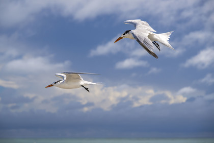 France, French Guiana, Kourou, Salvation Islands (Iles du Salut), Royal Island, royal tern (Thalasseus maximus)