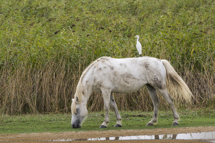 France, Gard, Vauvert, the Petite Camargue, Rhone to Sète Canal, Cattle Egret (Bubulcus ibis) on the back of a Camargue horse