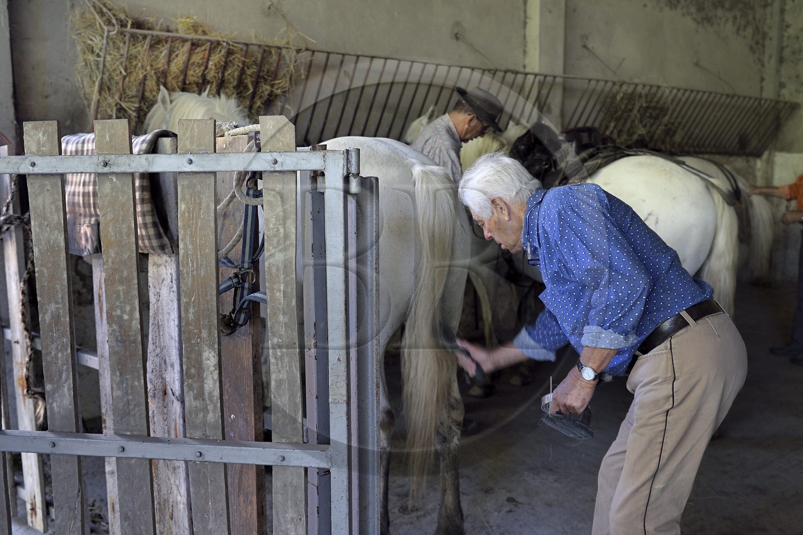 France, Bouches-du-Rhône (13), Parc naturel régional de Camargue, Mas du Menage, manade Saint Antoine (Cauzel), les chevaux sont brossés, sellés, bridés France, Bouches-du-Rhône (13), Parc naturel régional de Camargue, Mas du Menage, manade Saint Antoine (Cauzel), les chevaux sont brossés, sellés, bridés