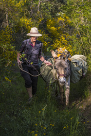 France, Haute-Loire (43), Goudet, hiking with a donkey on the Robert Louis Stevenson Trail (GR 70)