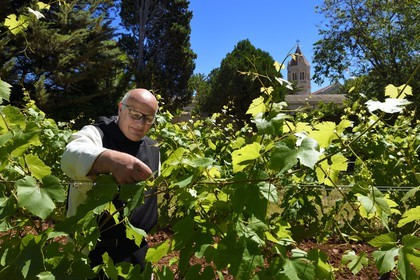 France, Alpes-Maritimes, Lerins Islands, Saint-Honorat island, Brother Marie-Paques in the Abbey of Lerins vineyards, the abbey church in the background