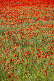 France, Bouches-du-Rhône (13), Mallemort, champ de coquelicots