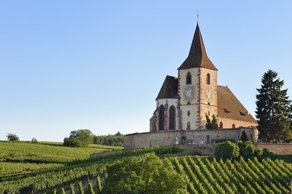 France, Haut Rhin, the Alsace Wine Route, Hunawihr, labelized the Most Beautiful Villages of France, the 14th century fortified church Saint Jacques le Majeur surrounded by vineyards