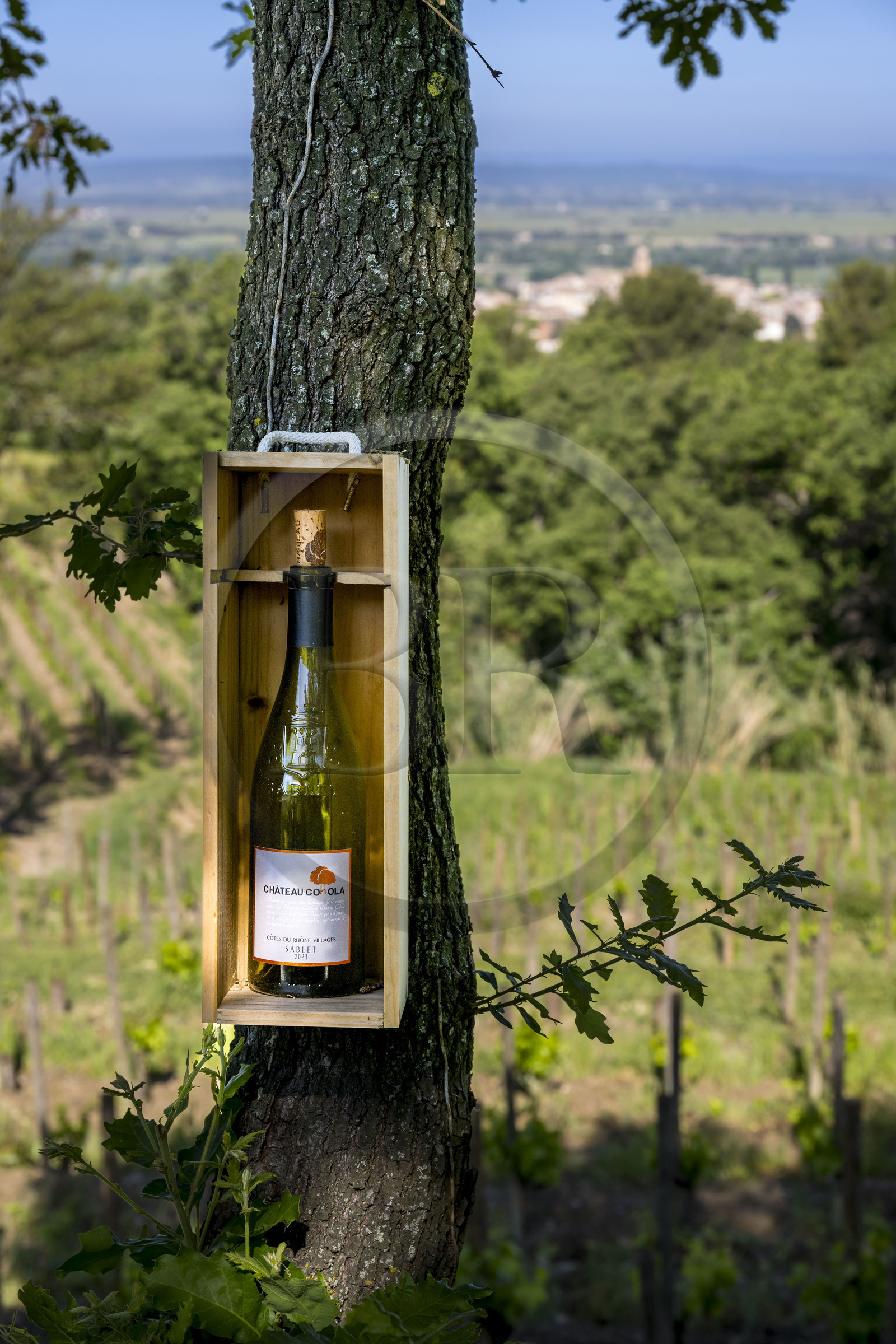 France, Vaucluse, Dentelles de Montmirail mountains, the village of Sablet in the heart of the AOC Côtes-du-Rhône vineyard, the Chateau Cohola estate makes the show in front of its vines