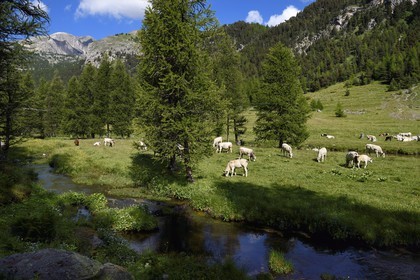 France, Alpes-Maritimes (06), parc national du Mercantour, vallon de la Minière en contrebas de la Vallée des Merveilles, vaches en alpage et le Mont Bégo (2872m) en arrière plan à gauche