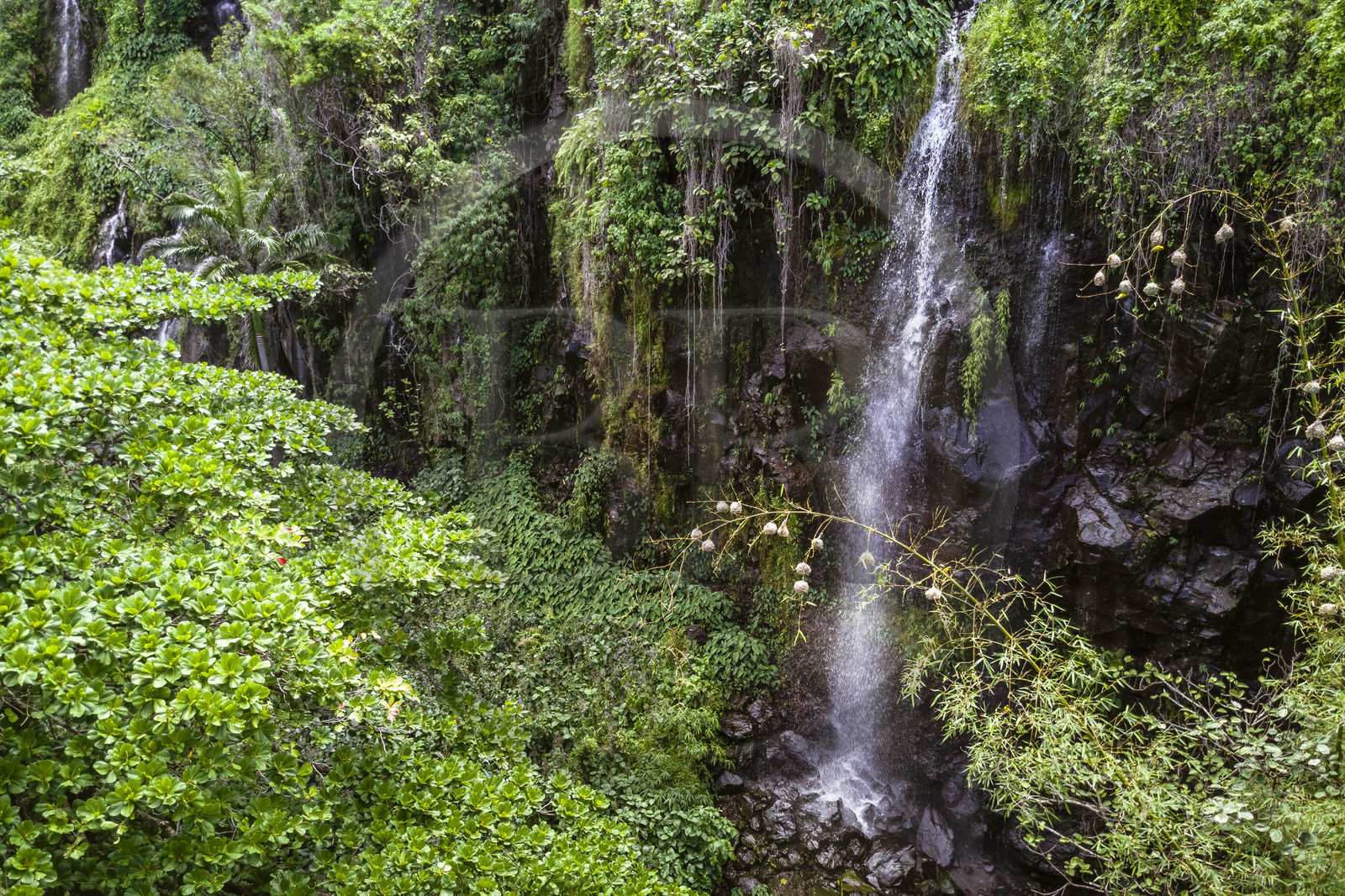 France, Ile de la Reunion, Parc national de La Réunion, classé Patrimoine Mondial de l'UNESCO, Sainte-Rose, anse des Cascades, cascade et nids de tisserin gendarme (Ploceus cucullatus) aussi appelé Oiseau Bellier au premier plan (vue aérienne)