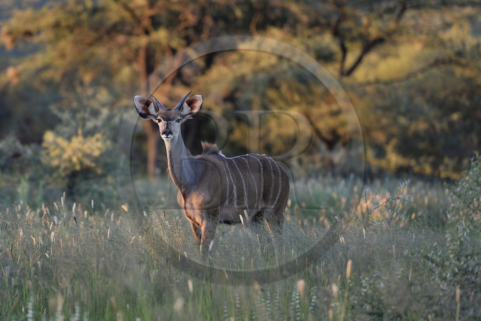 Namibie, région de Khomas, nord de Windhoek, Okapuka Ranch, grand koudou (Tragelaphus strepsiceros) dans les hautes herbes