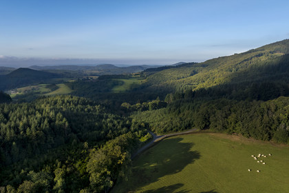 France, Saône-et-Loire (71), parc naturel régional du Morvan, Saint-Léger-sous-Beuvray, vaches dans les prés et vallées au pied du Mont Beuvray (vue aérienne)