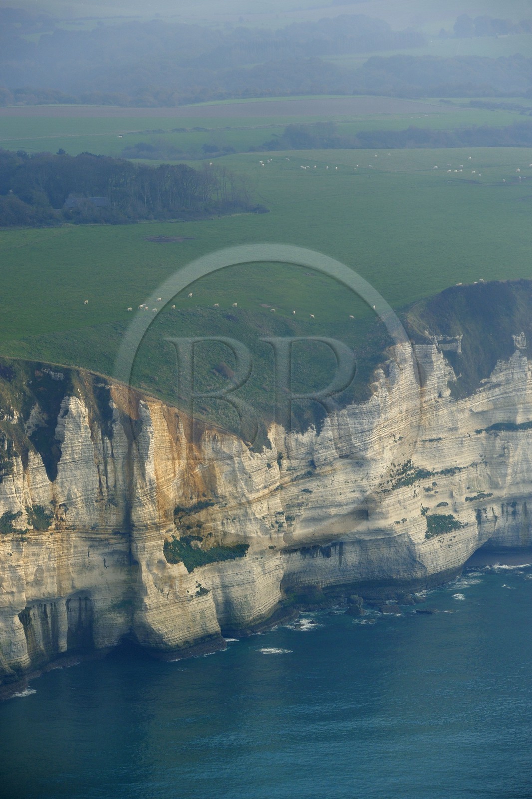 France, Seine-Maritime (76), troupeau de vaches le long des falaises au sud d' Etretat (vue aérienne)