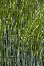 France, Haute-Loire (43), Saint-Martin-de-Fugères, ears of wheat