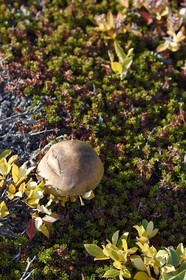 Groenland, cote ouest, baie de Disko, baie de Quervain, Bolet rude (Leccinum scabrum)