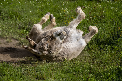 France, Lozere, Laubarnès  at Cheylard-l'Evêque, hiking with a donkey on the Stevenson trail (GR 70), the donkey Anatole rolls his four irons in the dust in the air after being unslung