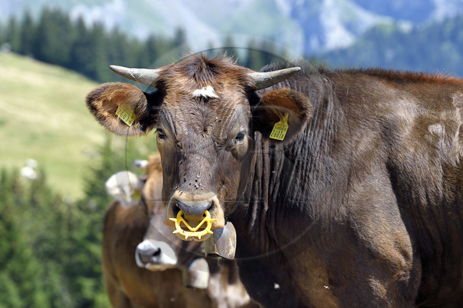 Suisse, canton de Vaud, Villars-sur-Ollon, vaches Suisse, canton de Vaud, Villars-sur-Ollon, vaches