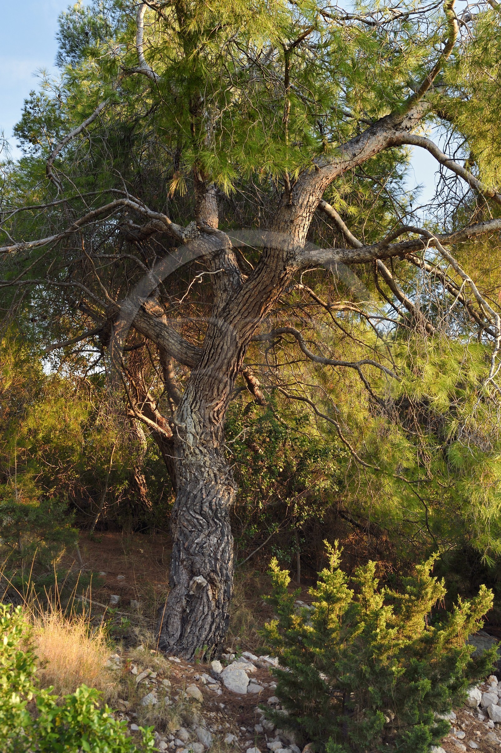 Croatie, Dalmatie, cote dalmate, Ile de Vis, nature de type méditerranéenne
