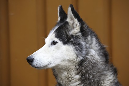 Norvège, Svalbard (Spitzberg), Longyearbyen, le chien de traineau Husky de sibérie