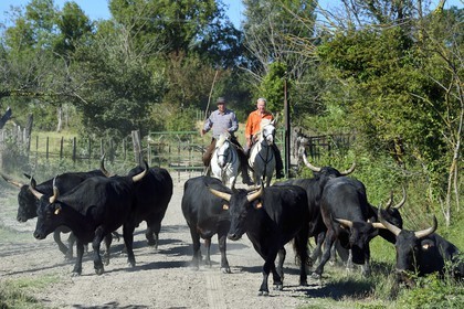 France, Bouches-du-Rhône (13), Parc naturel régional de Camargue, Mas du Menage, manade Saint Antoine (Cauzel), gardians avec les taureaux camarguais appellés Raço di Biou