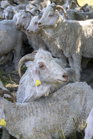 France, Drome, regional natural park of Baronnies provencales, Saint Sauveur Gouvernet, Mohair du Moulin farm in the Ennuye river valley, Angora goat breeding