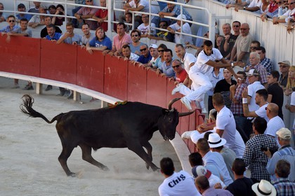France, Bouches-du-Rhône (13), Arles, la course camarguaise  de la Cocarde d'Or aux Arènes