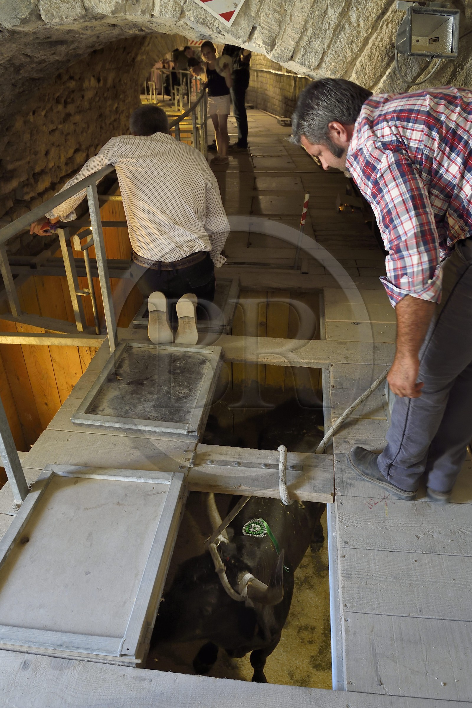 France, Bouches-du-Rhône (13), Arles, les Arènes, amphithéâtre romain de 80-90 après JC, classé Patrimoine Mondial de l'UNESCO, arrivée des taureaux dans le toril situé sous les tribunes