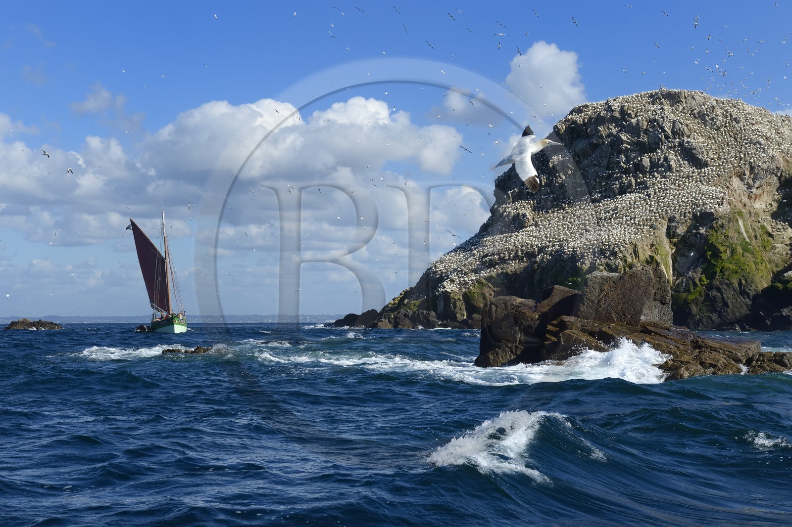 France, Côtes-d'Armor (22), Perros-Guirec, archipel et réserve ornithologique de Sept-Iles,  le voilier traditionnel Sant C'hireg (Saint Guirec) devant l'Ile Rouzic, colonie de fous de Bassan (Morus bassanus), unique point de nidification en France pour plus de 20000 couples