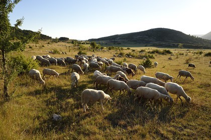 France, Var (83), Parc Naturel Régional du Verdon, région de Trigance, moutons au paturage