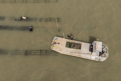 France, Charente-Maritime (17), Ile d'Oléron, Dolus-d’Oléron, les parcs du bassin de Marennes-Oléron dans le Pertuis d'Antioche, Nadia Quillet et son mari Eric récupèrent des poches de crassostrea gigas dans leurs parcs à huîtres à marée descendante (vue aérienne)