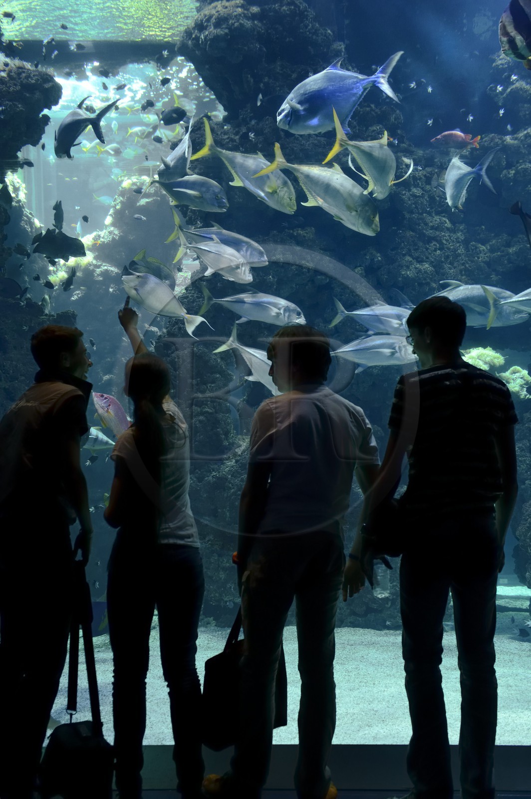 Principauté de Monaco, Monaco, le musée océanographique, aquarium du Lagon au Requins